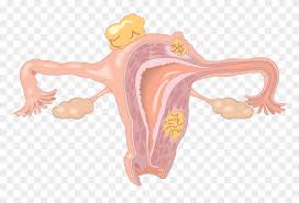 Our hosts get naughty on webcam and you can check them out on the tiles view page. Yukle The Uterus Shape Girls Body Parts Name With Picture Hindi Me Clipart 748782 Pinclipart