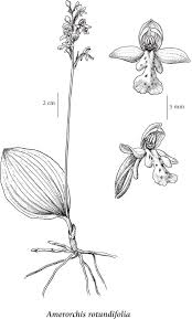 Image result for Orchidaceae