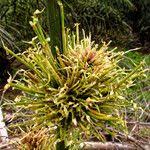 Image result for Oxytenanthera abyssinica