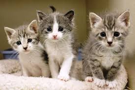 Find free cats & kittens , for rehoming and for adoption from reputable breeders or connect for free with eager buyers in london at freeads.co.uk, the cat & kitten classifieds. S0rkleqmsaoszm