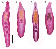 Image result for Platostoma strictum