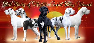 Great danes are amazingly gentle and respectful dogs as puppies and throughout adulthood. Great Dane Breeding Deutsche Doggen Of Austria Great Stars