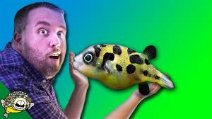 Discover hundreds of ways to save on your favorite products. How To Care For Freshwater Puffer Fish Dwarf Puffer Pea Puffer Puffer Fish Mbu Puffer Youtube