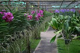 Chiang Mai Orchid Farm Sai Nam Phung Orchid Nursery And Butterfly Farm Chiang Mai Thailand Orchid Nursery Orchids Garden Orchids