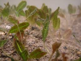 Image result for Hydrocharitaceae