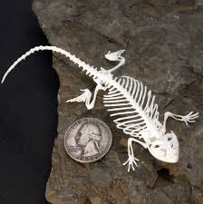 Bearded Dragon Lizard Skeleton Printed In White Plastic Available At Https Www Etsy Com Listing 243725386 Skeleton Jewelry Skeleton Print Animal Skeletons