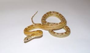Most of our corn snakes are bred here in house. Index Of Cornsnake Padroes Cornsnake Morph