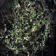 Image result for Tephrosia lupinifolia