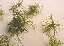 Image result for Najadaceae