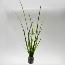 Image result for Vallisneria