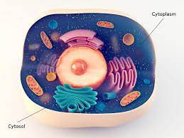 Cytosol Vs Cytoplasm Cytosol Is Basically The Liquid Or An Aqueous Part Of Cytoplasm Where The Other Parts Of The Animal Cell Edible Cell Project Edible Cell