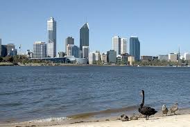 Famous Western Australian Black Swans Investigating Part Of The South Perth Foreshore Our Be Western Australia Itinerary Australia Tourism Australia Itinerary