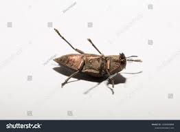 Image result for Perotis patens