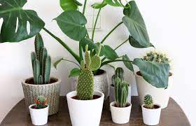 Air purifiers are the best way to guarantee that even the air in your home is clean and also suggested by epa. 15 Low Maintenance Indoor Cacti And Succulents In 2021 Indoor Cactus Plants Smart Garden