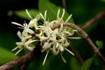 Image result for Coptosperma rhodesiacum