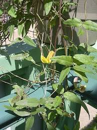 Image result for Vigna multinervis