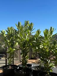 Image result for Platycoryne protearum