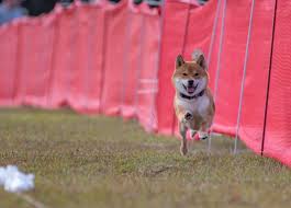 Shiba inu shib price in usd, eur, btc for today and historic market data. Absolute Shiba Inus Home Facebook