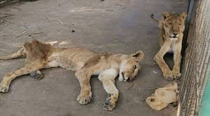Collection by briantwinn • last updated 15 hours ago. Heartbreaking Pics Of Malnourished Lions Spark Outrage Online Netizens Start Campaign To Save Them Trending News The Indian Express