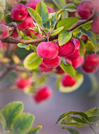 An ornamental tree can be a rose tree or a grafted evergreen, even a topiary evergreen. Apple Zieraepfel Fruits Red Autumn Branch Ornamental Apple Tree Decoration Green Ornamental Tree Ornamental Fruit Pikist
