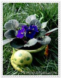 Su verme aralıklarında toprağın kesinlikle kuruması gerekmektedir. Bir Masum Mor Menekse Mutfak Sirlari Pratik Yemek Tarifleri