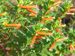 Image result for Cuphea