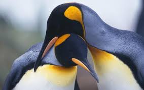 Well you're in luck, because here they come. Two Black And Yellow Penguins Hd Wallpaper Wallpaper Flare