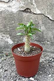 Image result for Pachypodium saundersii