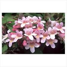 Image result for Kolkwitzia amabilis