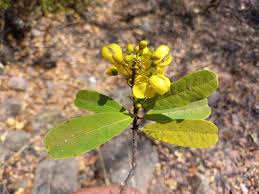 Image result for Acridocarpus natalitius