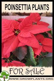 Poinsettia Plants For Sale Poinsettia Plant Plant Sale Plants