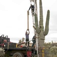 It has been the subject of many photographs a saguaro's arms usually begin to grow only after it is about 15 feet tall and around 75 years old. How To Plant A Saguaro Cactus