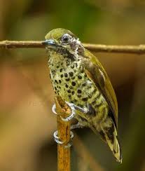Black And White Speckled Bird With Red Head Birds Of India Bird World Speckled Piculet Bird Pictures Speckle Woodpecker