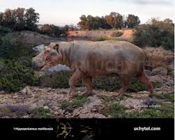 Image result for Nesogenes madagascariensis