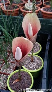 Image result for Amorphophallus