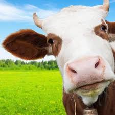 Brinkie tv maakte een (b)olke de beer compilatie. Boer Zoekt Vrouw Internationaal 2017 Home Facebook