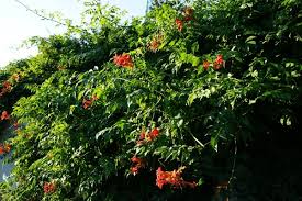 Image result for Bignoniaceae