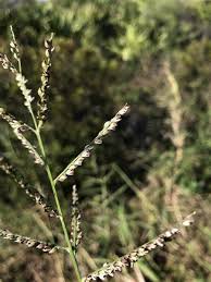 Image result for Urochloa deflexa