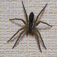 Can You Get Rid Of Spiders Using Vinegar Extermpro
