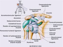 Subscapularis tendon (open arrow) and anterior labrum (arrowhead) are also shown on this section. Anterior Shoulder Tendon Anatomy Clinical Examination Of The Shoulder Nejm Pectoral Anterior Shoulder Anterior Arm Katta Ray