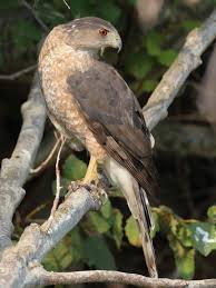Hawk birds belong to the accipitriformes order which also includes eagles, old world vultures and kites. You Don T Need To Be Hawk Eyed To Spot Amazing Birds Of Prey The Washington Post