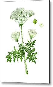 Image result for Conium