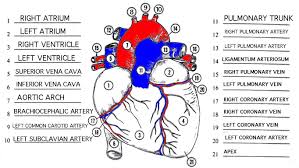 Heart External Diagram Heart Diagram Heart Anatomy Anatomy And Physiology