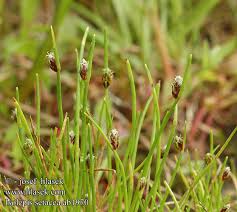 Image result for Isolepis setacea