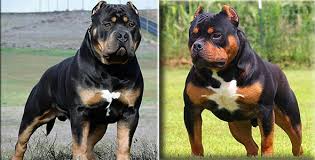 These dogs will require added commitment and accountability including obedience training. Rottweiler Mix With Pitbull Pitweiler Junk Feeds