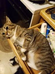 Pin En Gatos Y Otros Animales Geniales
