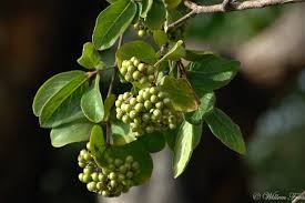 Image result for Crossopteryx