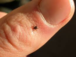 Tick symbol (🗸) also known as a check mark is a symbol for yes. Webinar Series To Highlight Tick Problems And Solutions For Pennsylvania Penn State University