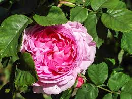 Se puede cultivar durante toda su vida en maceta, y no requiere de mucho mantenimiento. Rosa De Pitimini Descubre El Antiguo Rosal En Miniatura