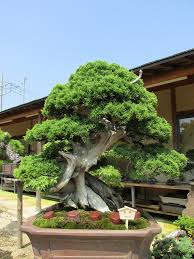 Bonsai Baum Geschichte Arten Pflege Tipps